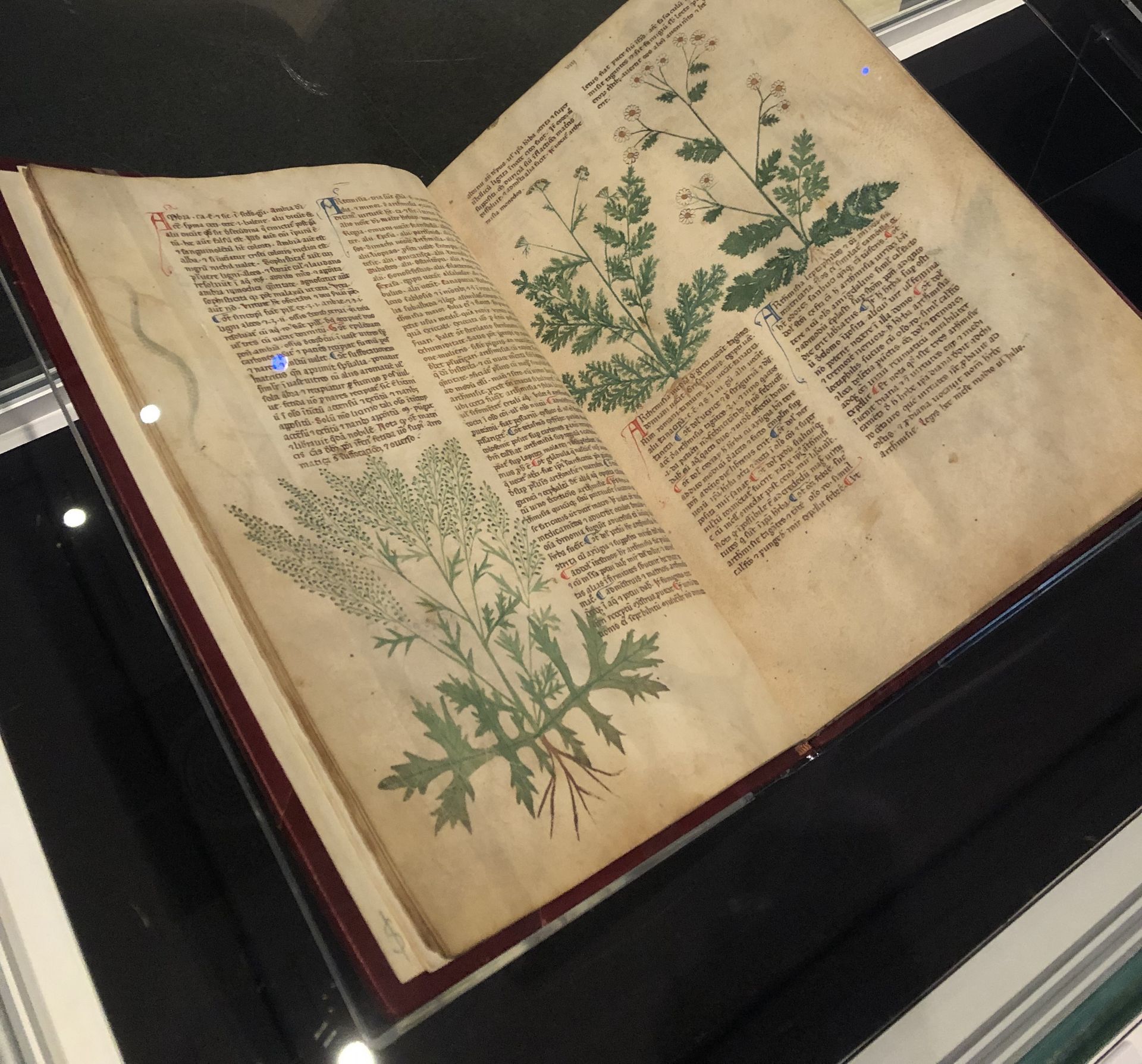 Mugwort as a remedy for gynecological ailments Mugwort as a remedy for gynecological ailments