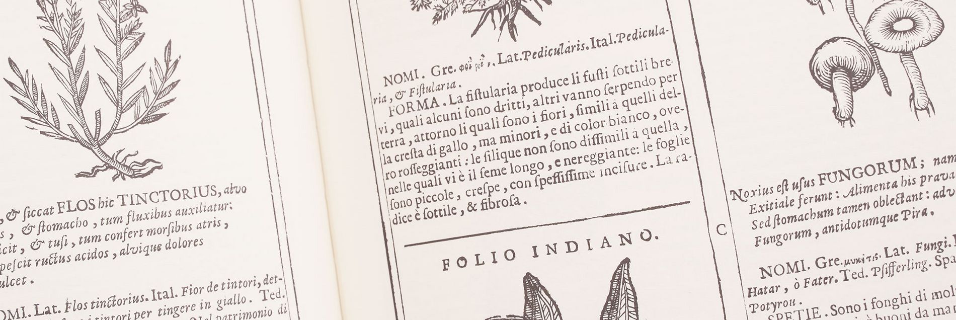 <i>“Detailed descriptions and naturalistic woodcuts of over 900 medicinal plants”</i>