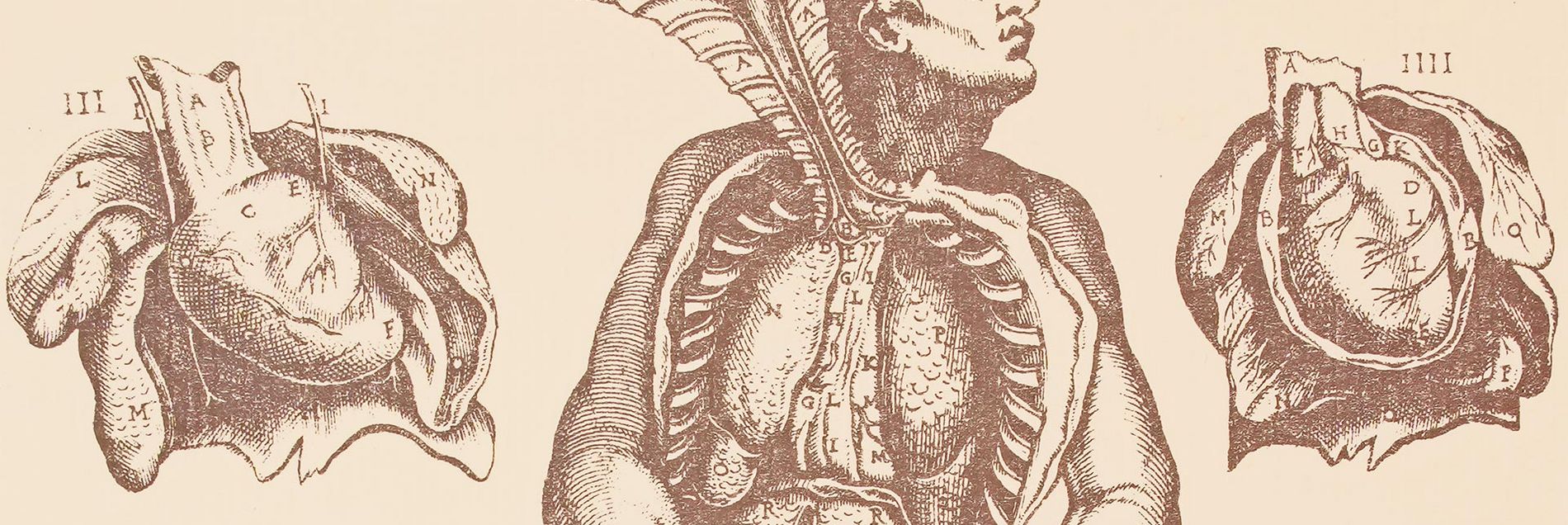 Our Recommendation <i>››A great milestone in the research of human anatomy‹‹</i>