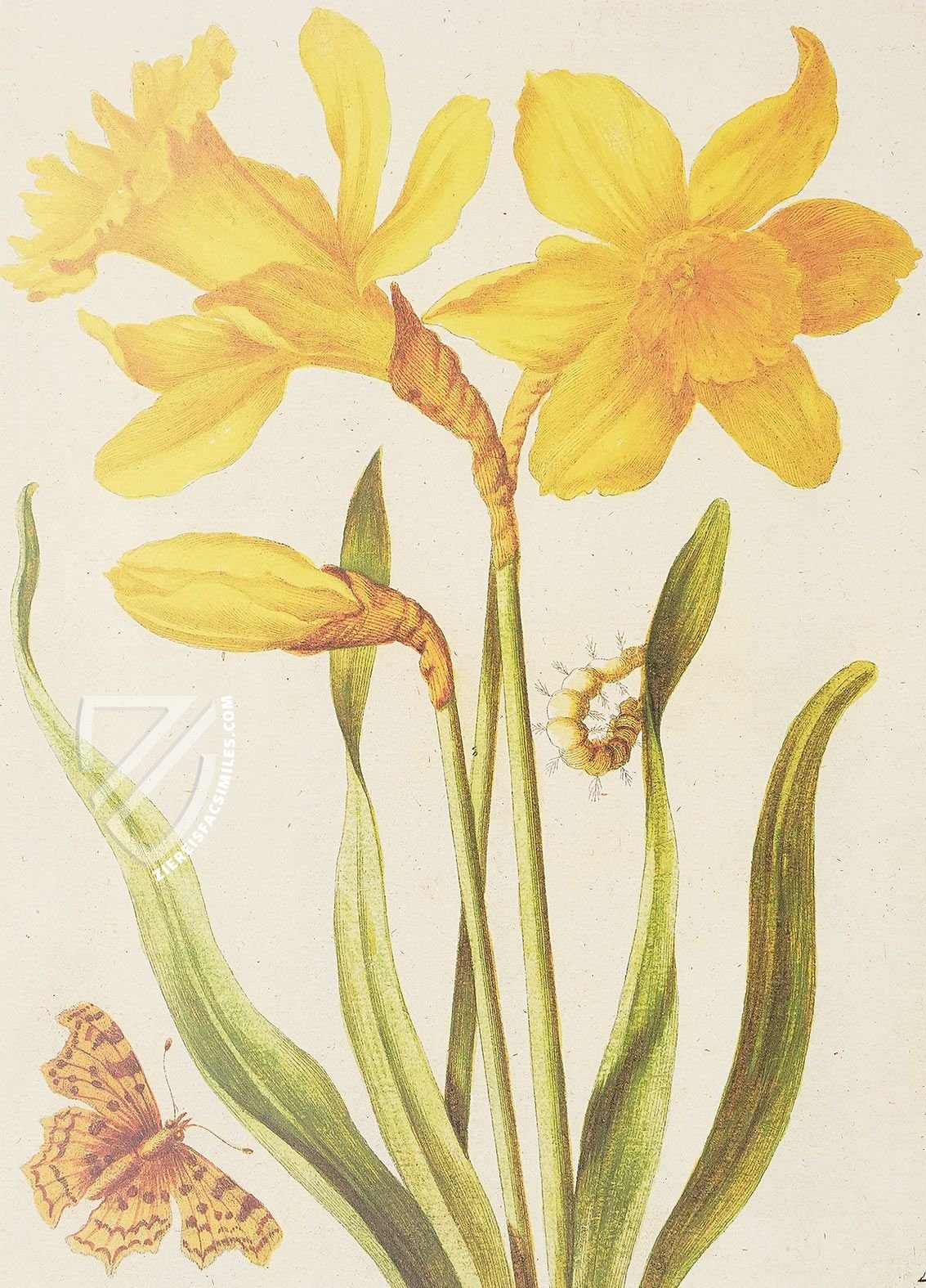 New Book of Flowers â Prestel Verlag â S.B.760 â SĂ€chsische Landesbibliothek â Staats- und UniversitĂ€tsbibliothek (Dresden, Germany) New Book of Flowers â Prestel Verlag â S.B.760 â SĂ€chsische Landesbibliothek â Staats- und UniversitĂ€tsbibliothek (Dresden, Germany)