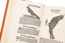 Conrad Gessner: Vogelbuch – Josef Stocker-Schmid – NS 4 | F – Zentralbibliothek Zürich (Zürich, Switzerland)