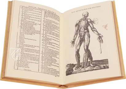 Historia de la Composicion del Cuerpo Humano – Vicent Garcia Editores – D-44bis – Biblioteca Histórico Médica de la Universidad de València (Valencia, Spain)