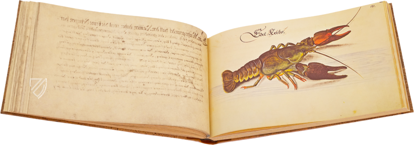 Leonhard Baldner: Book on Fishes, Birds, and Mammals – Müller & Schindler – 2° Ms. phys. et hist. nat. – Universitätsbibliothek (Kassel, Germany)