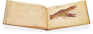 Leonhard Baldner: Book on Fishes, Birds, and Mammals – Müller & Schindler – 2° Ms. phys. et hist. nat. – Universitätsbibliothek (Kassel, Germany)