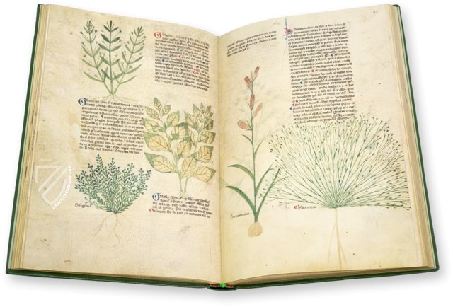 Egerton Tractatus de Herbis β The Folio Society β MS Egerton 747 β British Library (London, United Kingdom) Egerton Tractatus de Herbis β The Folio Society β MS Egerton 747 β British Library (London, United Kingdom)