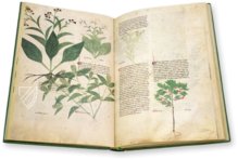 Egerton Tractatus de Herbis β The Folio Society β MS Egerton 747 β British Library (London, United Kingdom) Egerton Tractatus de Herbis β The Folio Society β MS Egerton 747 β British Library (London, United Kingdom)