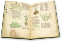 Egerton Tractatus de Herbis β The Folio Society β MS Egerton 747 β British Library (London, United Kingdom) Egerton Tractatus de Herbis β The Folio Society β MS Egerton 747 β British Library (London, United Kingdom)