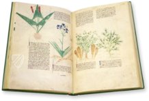 Egerton Tractatus de Herbis β The Folio Society β MS Egerton 747 β British Library (London, United Kingdom) Egerton Tractatus de Herbis β The Folio Society β MS Egerton 747 β British Library (London, United Kingdom)