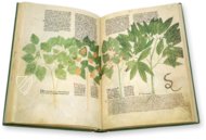 Egerton Tractatus de Herbis β The Folio Society β MS Egerton 747 β British Library (London, United Kingdom) Egerton Tractatus de Herbis β The Folio Society β MS Egerton 747 β British Library (London, United Kingdom)