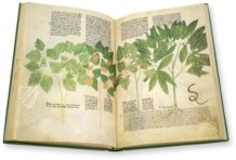Egerton Tractatus de Herbis β The Folio Society β MS Egerton 747 β British Library (London, United Kingdom) Egerton Tractatus de Herbis β The Folio Society β MS Egerton 747 β British Library (London, United Kingdom)