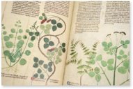 Egerton Tractatus de Herbis β The Folio Society β MS Egerton 747 β British Library (London, United Kingdom) Egerton Tractatus de Herbis β The Folio Society β MS Egerton 747 β British Library (London, United Kingdom)
