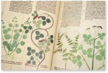 Egerton Tractatus de Herbis β The Folio Society β MS Egerton 747 β British Library (London, United Kingdom) Egerton Tractatus de Herbis β The Folio Society β MS Egerton 747 β British Library (London, United Kingdom)