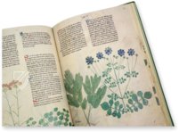 Egerton Tractatus de Herbis β The Folio Society β MS Egerton 747 β British Library (London, United Kingdom) Egerton Tractatus de Herbis β The Folio Society β MS Egerton 747 β British Library (London, United Kingdom)