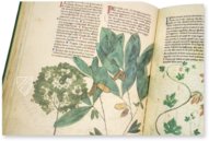 Egerton Tractatus de Herbis β The Folio Society β MS Egerton 747 β British Library (London, United Kingdom) Egerton Tractatus de Herbis β The Folio Society β MS Egerton 747 β British Library (London, United Kingdom)