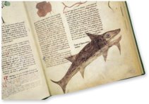 Egerton Tractatus de Herbis β The Folio Society β MS Egerton 747 β British Library (London, United Kingdom) Egerton Tractatus de Herbis β The Folio Society β MS Egerton 747 β British Library (London, United Kingdom)