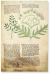 Egerton Tractatus de Herbis β The Folio Society β MS Egerton 747 β British Library (London, United Kingdom) Egerton Tractatus de Herbis β The Folio Society β MS Egerton 747 β British Library (London, United Kingdom)