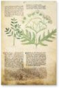 Egerton Tractatus de Herbis β The Folio Society β MS Egerton 747 β British Library (London, United Kingdom) Egerton Tractatus de Herbis β The Folio Society β MS Egerton 747 β British Library (London, United Kingdom)