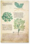 Egerton Tractatus de Herbis β The Folio Society β MS Egerton 747 β British Library (London, United Kingdom) Egerton Tractatus de Herbis β The Folio Society β MS Egerton 747 β British Library (London, United Kingdom)
