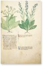 Egerton Tractatus de Herbis β The Folio Society β MS Egerton 747 β British Library (London, United Kingdom) Egerton Tractatus de Herbis β The Folio Society β MS Egerton 747 β British Library (London, United Kingdom)
