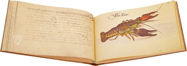 Leonhard Baldner: Book on Fishes, Birds, and Mammals – Müller & Schindler – 2° Ms. phys. et hist. nat. – Universitätsbibliothek (Kassel, Germany)