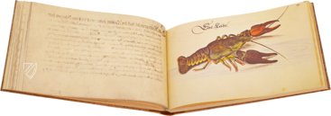 Leonhard Baldner: Book on Fishes, Birds, and Mammals – Müller & Schindler – 2° Ms. phys. et hist. nat. – Universitätsbibliothek (Kassel, Germany)