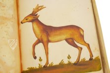 Natural History Atlas of Philip II - Pomar Codex â Vicent Garcia Editores â Ms. 9 â Biblioteca Històrica de la Universitat de València (Valencia, Spain) Natural History Atlas of Philip II - Pomar Codex â Vicent Garcia Editores â Ms. 9 â Biblioteca Històrica de la Universitat de València (Valencia, Spain)