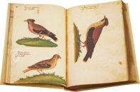 Natural History Atlas of Philip II - Pomar Codex â Vicent Garcia Editores â Ms. 9 â Biblioteca Històrica de la Universitat de València (Valencia, Spain) Natural History Atlas of Philip II - Pomar Codex â Vicent Garcia Editores â Ms. 9 â Biblioteca Històrica de la Universitat de València (Valencia, Spain)