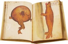 Natural History Atlas of Philip II - Pomar Codex â Vicent Garcia Editores â Ms. 9 â Biblioteca Històrica de la Universitat de València (Valencia, Spain) Natural History Atlas of Philip II - Pomar Codex â Vicent Garcia Editores â Ms. 9 â Biblioteca Històrica de la Universitat de València (Valencia, Spain)