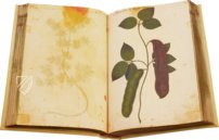 Natural History Atlas of Philip II - Pomar Codex â Vicent Garcia Editores â Ms. 9 â Biblioteca Històrica de la Universitat de València (Valencia, Spain) Natural History Atlas of Philip II - Pomar Codex â Vicent Garcia Editores â Ms. 9 â Biblioteca Històrica de la Universitat de València (Valencia, Spain)