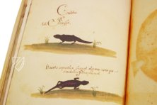 Natural History Atlas of Philip II - Pomar Codex â Vicent Garcia Editores â Ms. 9 â Biblioteca Històrica de la Universitat de València (Valencia, Spain) Natural History Atlas of Philip II - Pomar Codex â Vicent Garcia Editores â Ms. 9 â Biblioteca Històrica de la Universitat de València (Valencia, Spain)