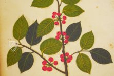 Natural History Atlas of Philip II - Pomar Codex â Vicent Garcia Editores â Ms. 9 â Biblioteca Històrica de la Universitat de València (Valencia, Spain) Natural History Atlas of Philip II - Pomar Codex â Vicent Garcia Editores â Ms. 9 â Biblioteca Històrica de la Universitat de València (Valencia, Spain)