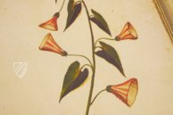 Natural History Atlas of Philip II - Pomar Codex â Vicent Garcia Editores â Ms. 9 â Biblioteca Històrica de la Universitat de València (Valencia, Spain) Natural History Atlas of Philip II - Pomar Codex â Vicent Garcia Editores â Ms. 9 â Biblioteca Històrica de la Universitat de València (Valencia, Spain)