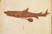 Natural History Atlas of Philip II - Pomar Codex â Vicent Garcia Editores â Ms. 9 â Biblioteca Històrica de la Universitat de València (Valencia, Spain) Natural History Atlas of Philip II - Pomar Codex â Vicent Garcia Editores â Ms. 9 â Biblioteca Històrica de la Universitat de València (Valencia, Spain)