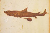 Natural History Atlas of Philip II - Pomar Codex â Vicent Garcia Editores â Ms. 9 â Biblioteca Històrica de la Universitat de València (Valencia, Spain) Natural History Atlas of Philip II - Pomar Codex â Vicent Garcia Editores â Ms. 9 â Biblioteca Històrica de la Universitat de València (Valencia, Spain)