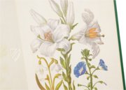 New Book of Flowers â Prestel Verlag â S.B.760 â SĂ€chsische Landesbibliothek â Staats- und UniversitĂ€tsbibliothek (Dresden, Germany) New Book of Flowers â Prestel Verlag â S.B.760 â SĂ€chsische Landesbibliothek â Staats- und UniversitĂ€tsbibliothek (Dresden, Germany)