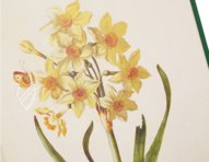 New Book of Flowers â Prestel Verlag â S.B.760 â SĂ€chsische Landesbibliothek â Staats- und UniversitĂ€tsbibliothek (Dresden, Germany) New Book of Flowers â Prestel Verlag â S.B.760 â SĂ€chsische Landesbibliothek â Staats- und UniversitĂ€tsbibliothek (Dresden, Germany)