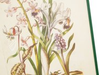 New Book of Flowers â Prestel Verlag â S.B.760 â SĂ€chsische Landesbibliothek â Staats- und UniversitĂ€tsbibliothek (Dresden, Germany) New Book of Flowers â Prestel Verlag â S.B.760 â SĂ€chsische Landesbibliothek â Staats- und UniversitĂ€tsbibliothek (Dresden, Germany)