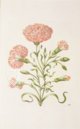 New Book of Flowers â Prestel Verlag â S.B.760 â SĂ€chsische Landesbibliothek â Staats- und UniversitĂ€tsbibliothek (Dresden, Germany) New Book of Flowers â Prestel Verlag â S.B.760 â SĂ€chsische Landesbibliothek â Staats- und UniversitĂ€tsbibliothek (Dresden, Germany)