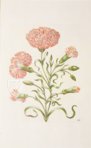 New Book of Flowers â Prestel Verlag â S.B.760 â SĂ€chsische Landesbibliothek â Staats- und UniversitĂ€tsbibliothek (Dresden, Germany) New Book of Flowers â Prestel Verlag â S.B.760 â SĂ€chsische Landesbibliothek â Staats- und UniversitĂ€tsbibliothek (Dresden, Germany)