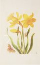 New Book of Flowers â Prestel Verlag â S.B.760 â SĂ€chsische Landesbibliothek â Staats- und UniversitĂ€tsbibliothek (Dresden, Germany) New Book of Flowers â Prestel Verlag â S.B.760 â SĂ€chsische Landesbibliothek â Staats- und UniversitĂ€tsbibliothek (Dresden, Germany)