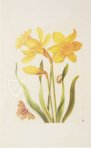 New Book of Flowers â Prestel Verlag â S.B.760 â SĂ€chsische Landesbibliothek â Staats- und UniversitĂ€tsbibliothek (Dresden, Germany) New Book of Flowers â Prestel Verlag â S.B.760 â SĂ€chsische Landesbibliothek â Staats- und UniversitĂ€tsbibliothek (Dresden, Germany)