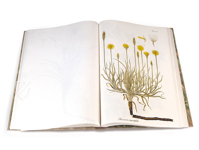 Paul Kitaibel: Descriptiones Et Icones Plantarum Rariorum Hungariae – Pytheas Books – Biblioteca Palatina (Parma, Italy) Paul Kitaibel: Descriptiones Et Icones Plantarum Rariorum Hungariae – Pytheas Books – Biblioteca Palatina (Parma, Italy)