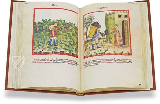公式激安イブン・ブトラーン『Theatrum Sanitatis』（全2冊揃）1970年Franco Maria Ricci刊 西洋中世装飾写本/彩色写本 14世紀医学書 医書 薬草学 画集
