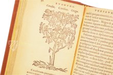 Thesaurus de Remediis Secretis β Circulo Cientifico β 11-VI-28 β Real Biblioteca del Monasterio de San Lorenzo de El Escorial (San Lorenzo de El Escorial, Spain) Thesaurus de Remediis Secretis β Circulo Cientifico β 11-VI-28 β Real Biblioteca del Monasterio de San Lorenzo de El Escorial (San Lorenzo de El Escorial, Spain)