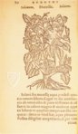 Thesaurus de Remediis Secretis β Circulo Cientifico β 11-VI-28 β Real Biblioteca del Monasterio de San Lorenzo de El Escorial (San Lorenzo de El Escorial, Spain) Thesaurus de Remediis Secretis β Circulo Cientifico β 11-VI-28 β Real Biblioteca del Monasterio de San Lorenzo de El Escorial (San Lorenzo de El Escorial, Spain)